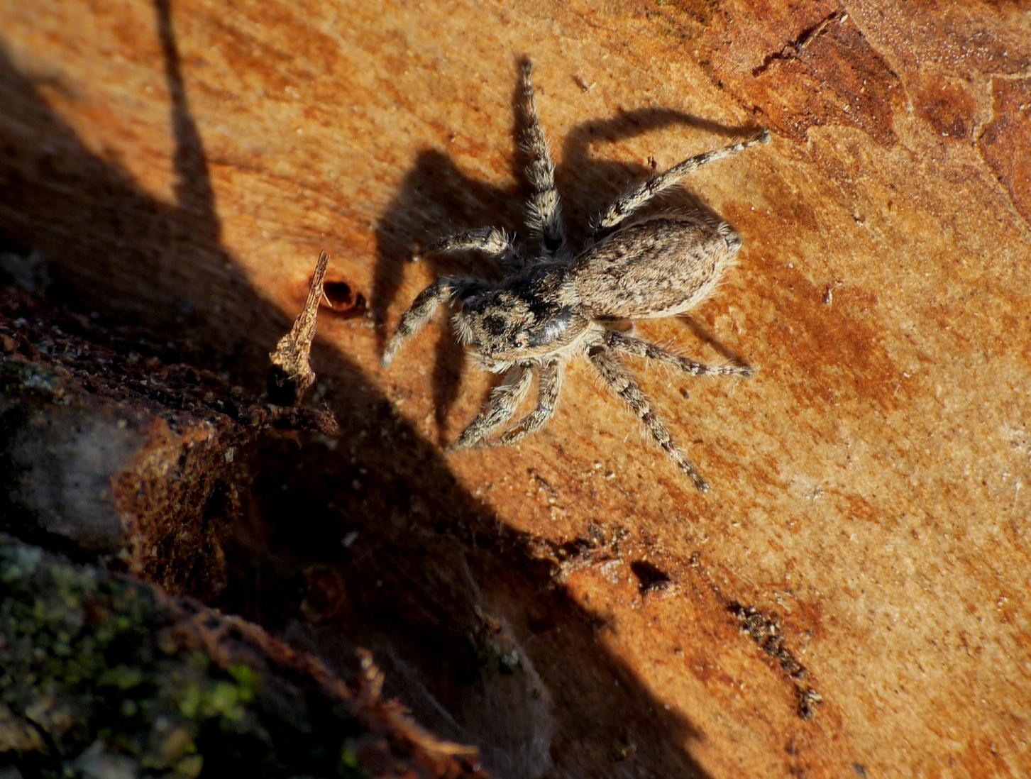 Menemerus bivittatus